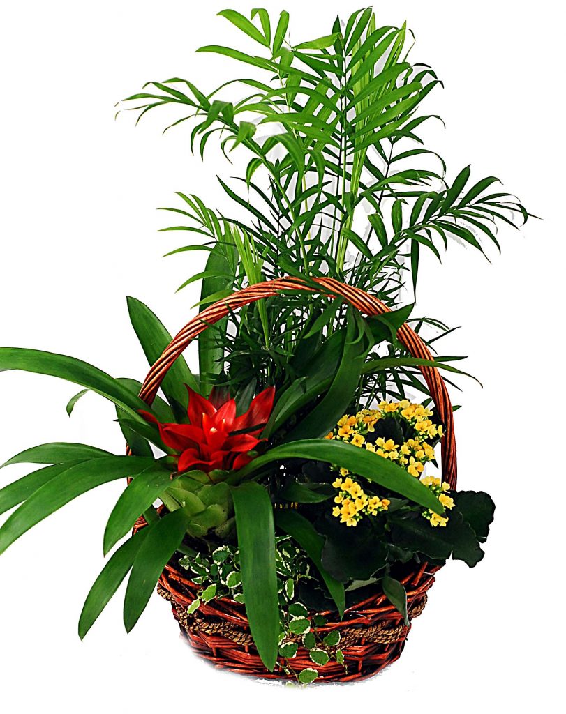Cesta de plantas Ordesa