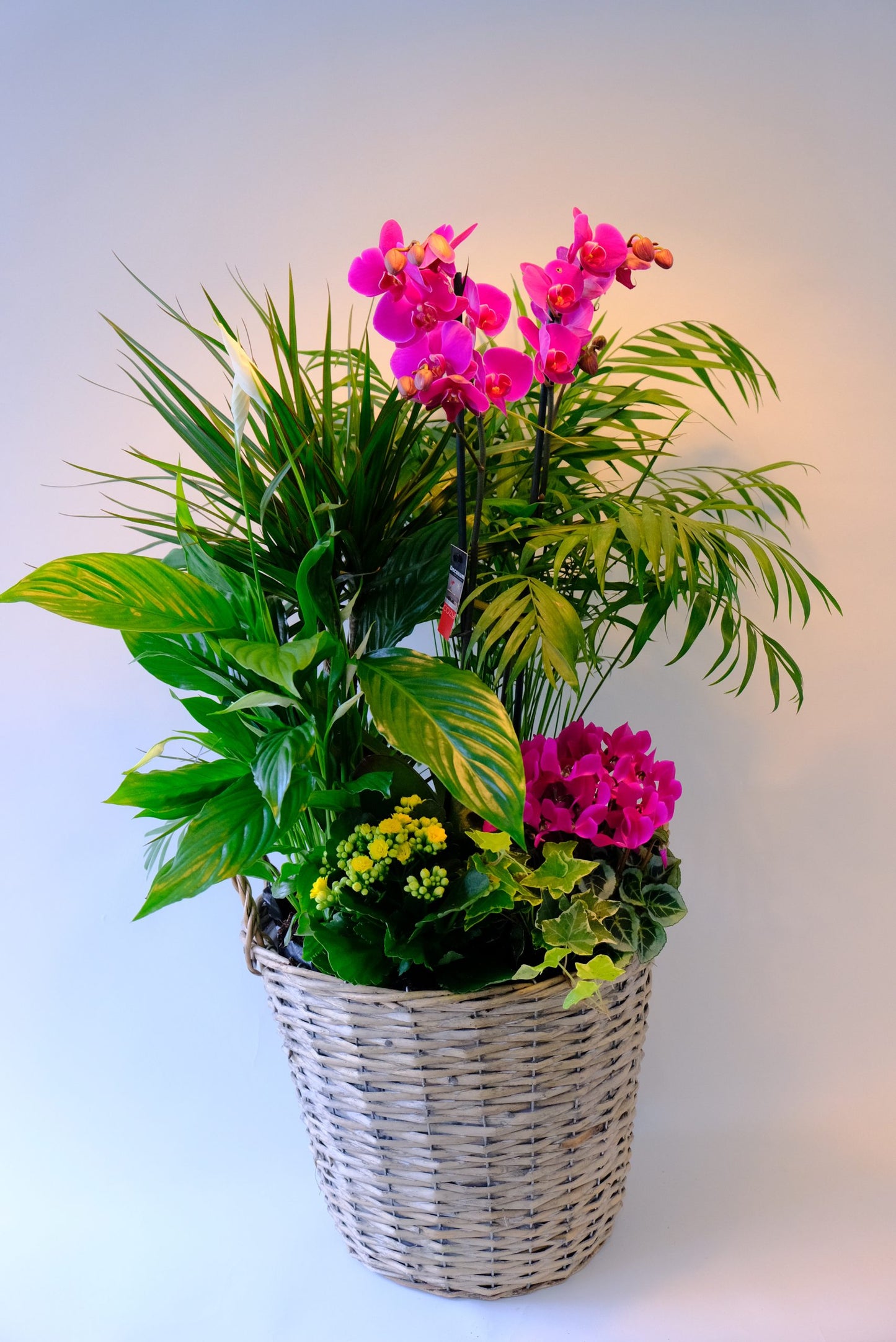 Cesta de plantas pedriza