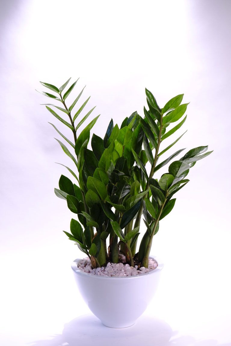 Planta de Zamioculca en ceramica