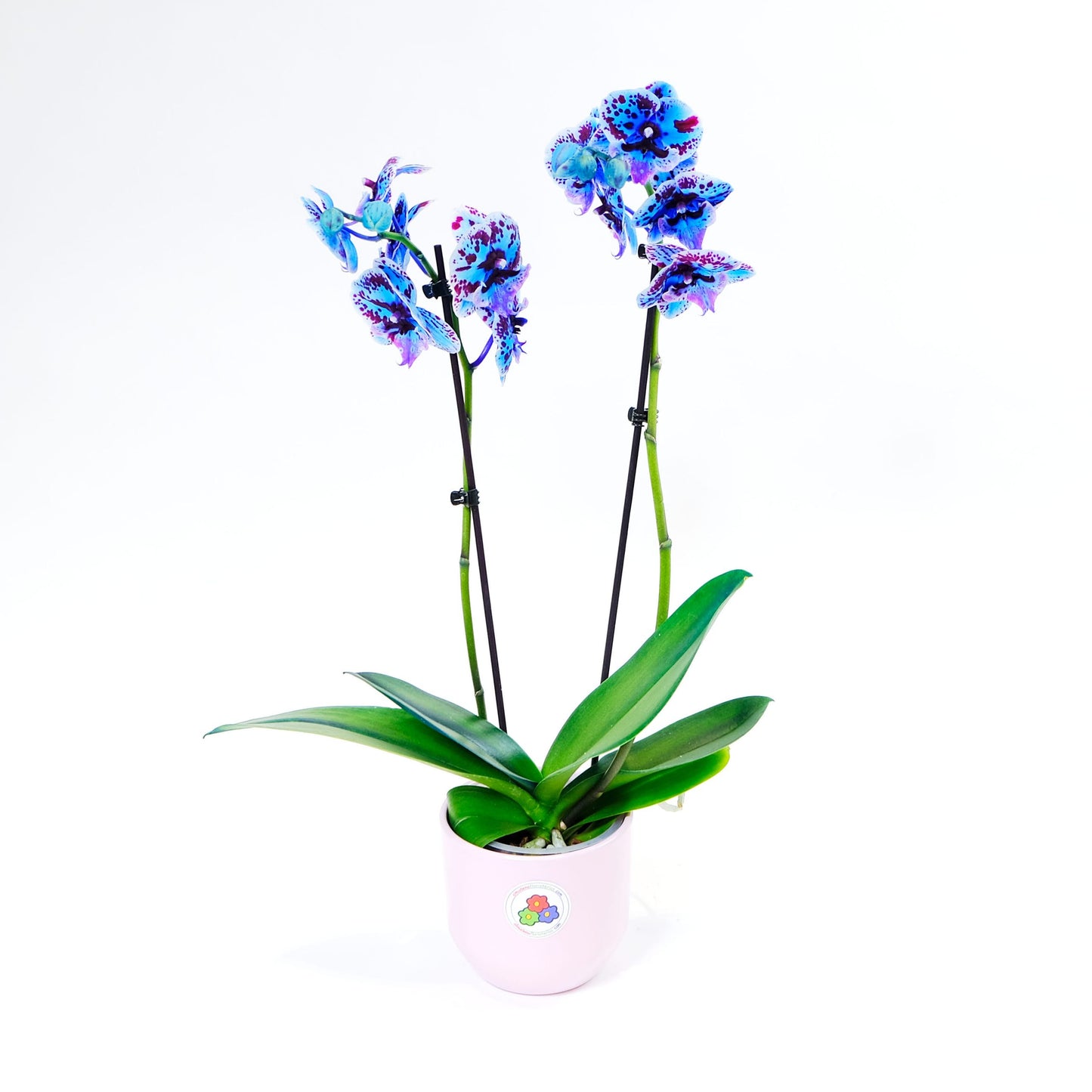 Orquidea azul NEW EXOTIC