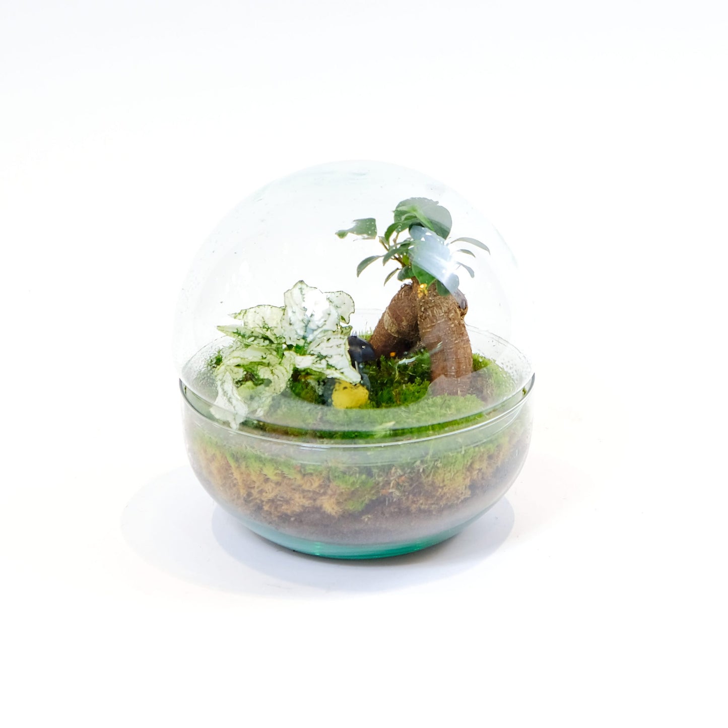 Ecosistema cristal