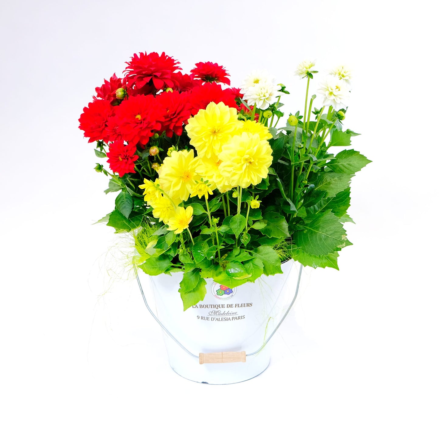 Cubo de Dahlias