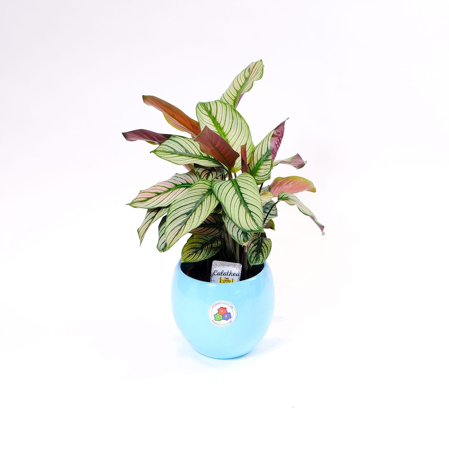 Calathea Whitestar