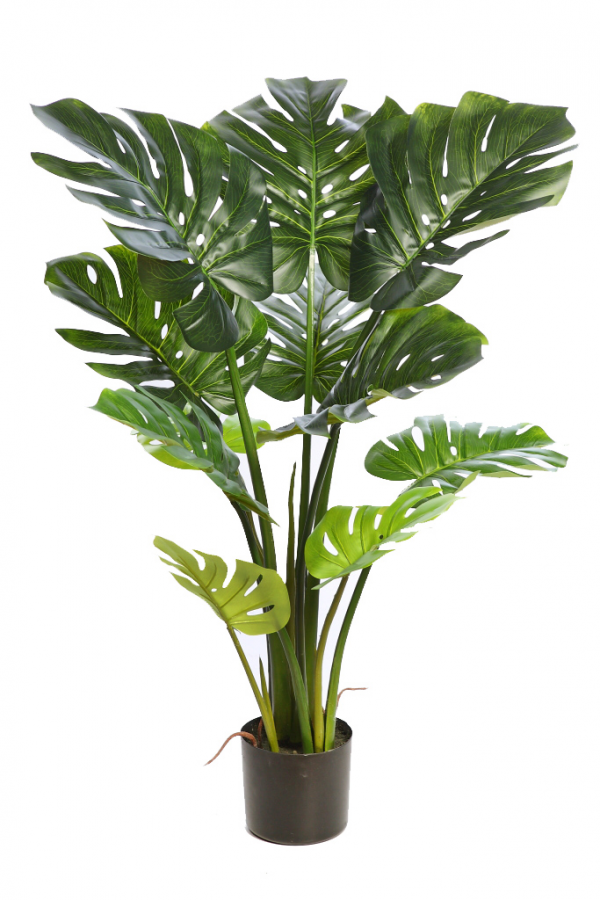 Monstera