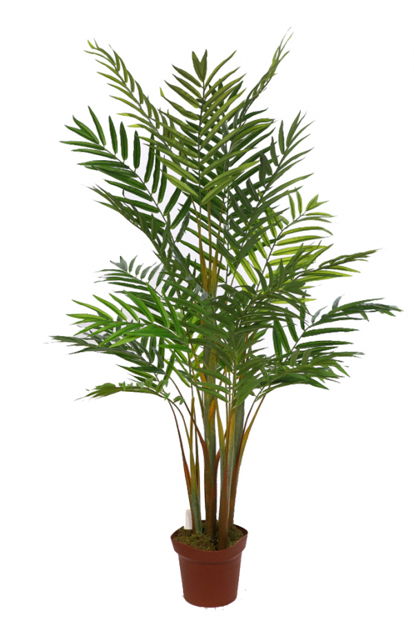 Palmera