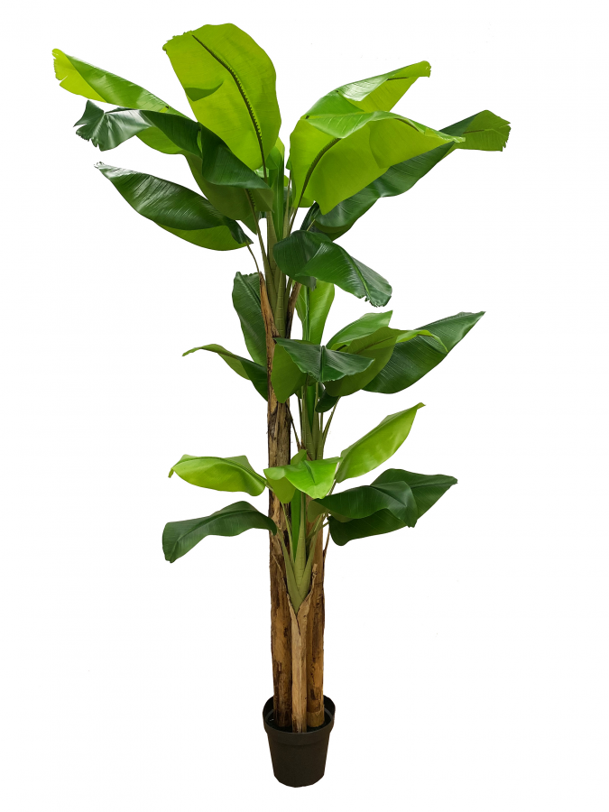 Platanera de 250cm