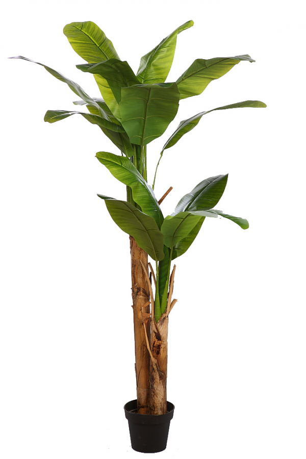 Platanera de 180cm
