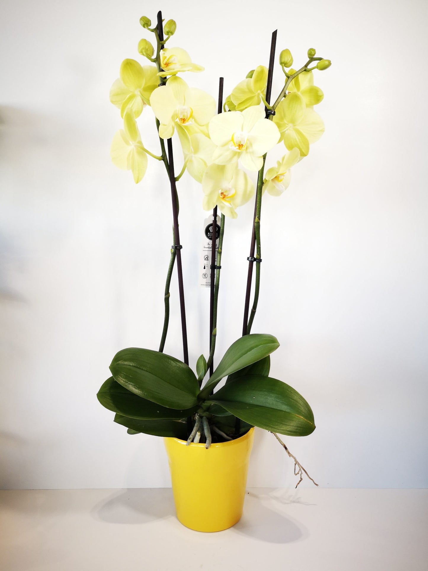 Orquídea amarilla con macetero