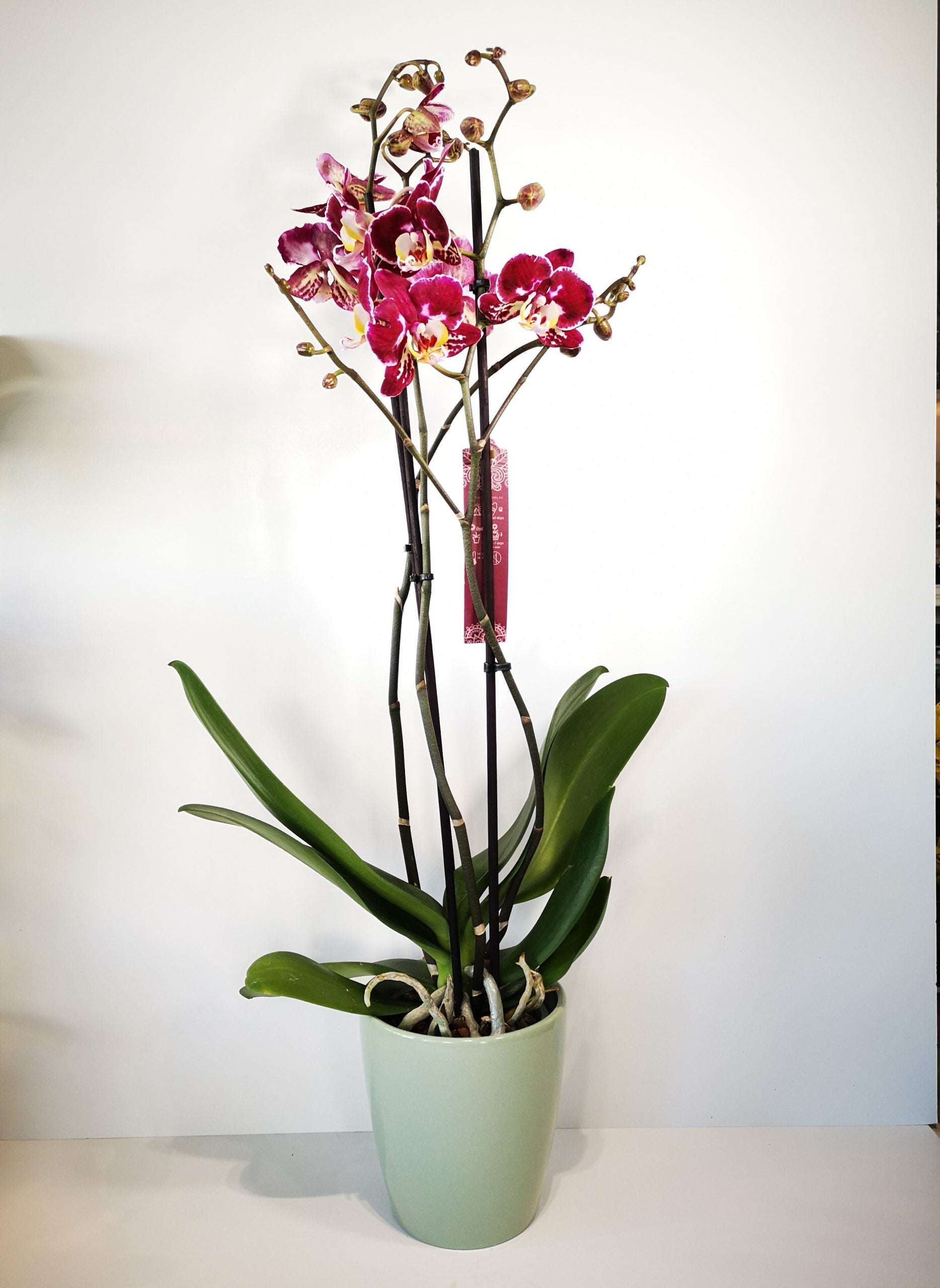 Orquídea bicolor con macetero