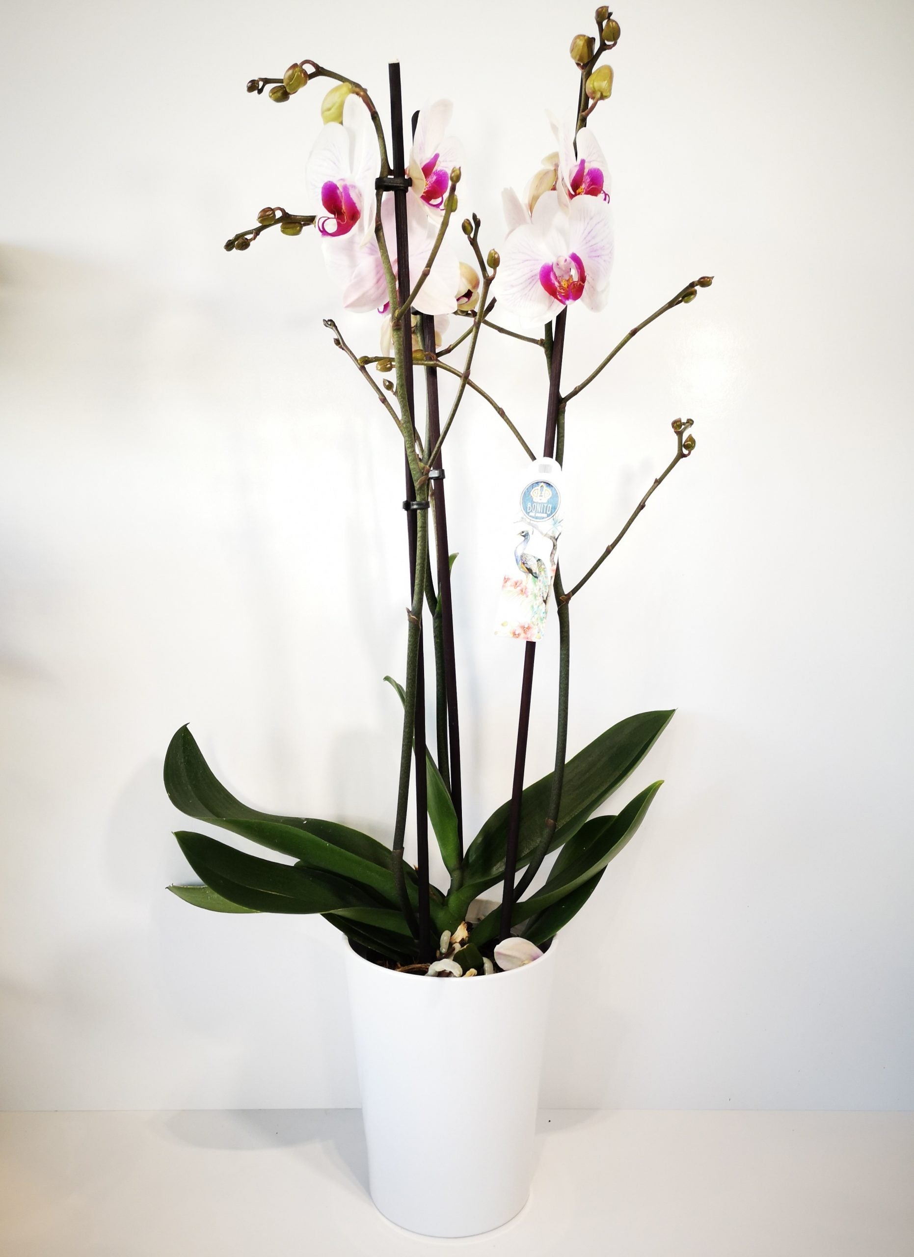 Orquídea blanca con centro rosa y macetero