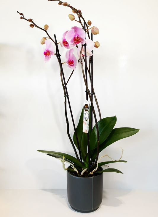 Orquídea rosa con macetero