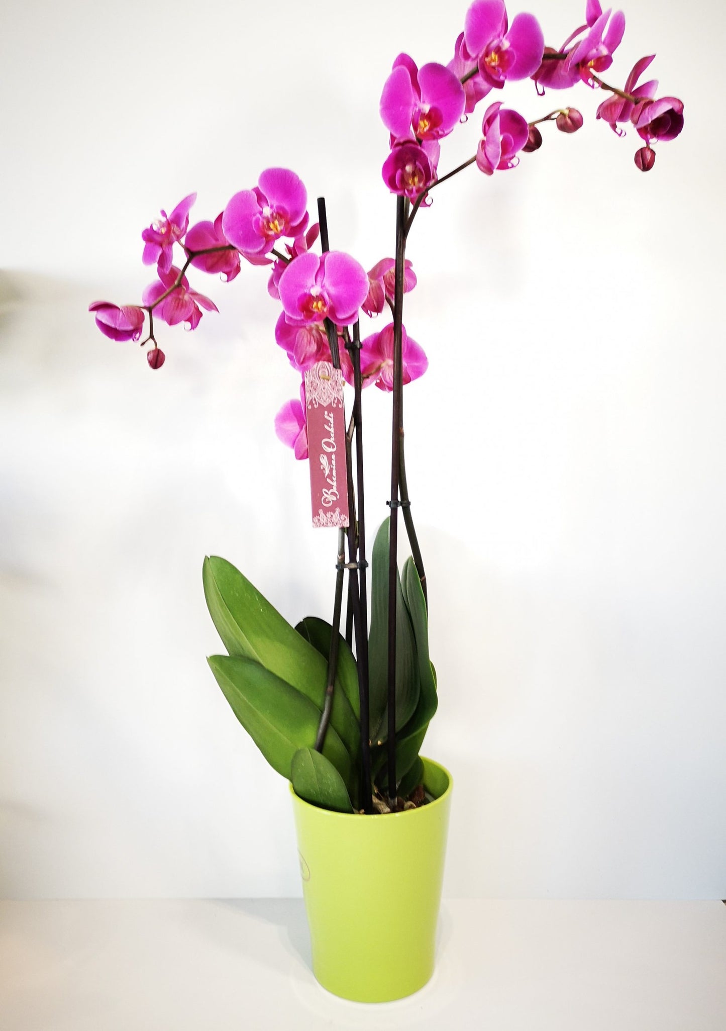 Orquídea fucsia con macetero
